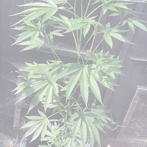 Meet your Posher, Hailey